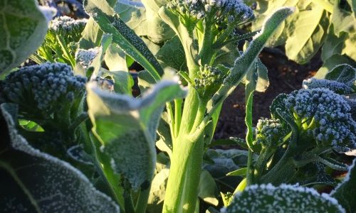 【農家が教える】冷凍野菜は栄養が減る？！【活用法】